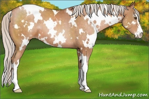 Horse Color:White Spotted Silver Brown Pearl Sabino 