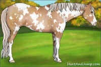 Horse Color:White Spotted Silver Brown Pearl Sabino