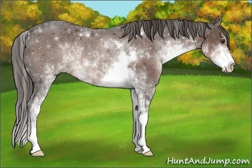 Horse Color:Liver Chestnut Sabino Rabicano 