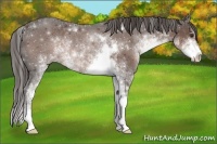 Horse Color:Liver Chestnut Sabino Rabicano 