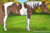 Horse Color:Liver Chestnut Tobiano