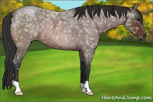 Horse Color:Bay Ice Roan Rabicano