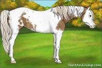 Horse Color:Chocolate Palomino Sabino Splash Tobiano Blanket 