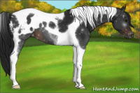 Horse Color:Gray Brown Tobiano Appaloosa 