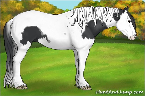 Horse Color:Black Splash Tobiano