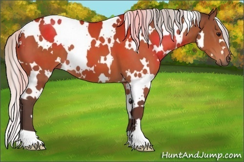 Horse Color:White Spotted Silver Bay 