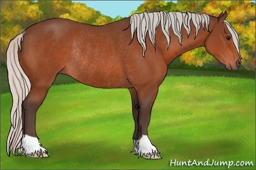 Horse Color:Silver Bay Rabicano
