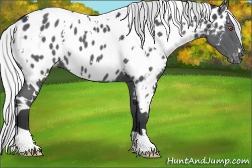 Horse Color:White Spotted Silver Black Chinchilla Appaloosa