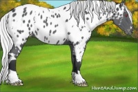 Horse Color:White Spotted Silver Black Chinchilla Appaloosa 