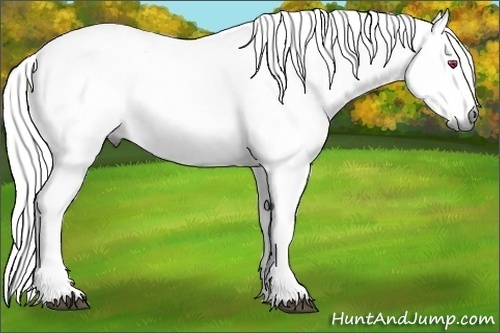 Horse Color:White Spotted Chestnut Chinchilla Rabicano 