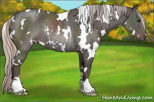 Horse Color:White Spotted Silver Black Rabicano