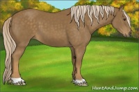 Horse Color:Chocolate Palomino 