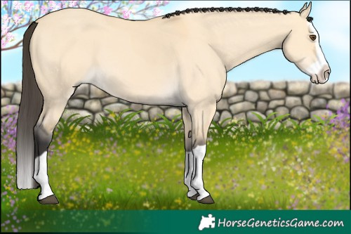 Horse Color:Buckskin Dun Splash