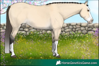 Horse Color:Buckskin Dun Splash