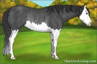 Horse Color:Blue Roan Splash Rabicano 