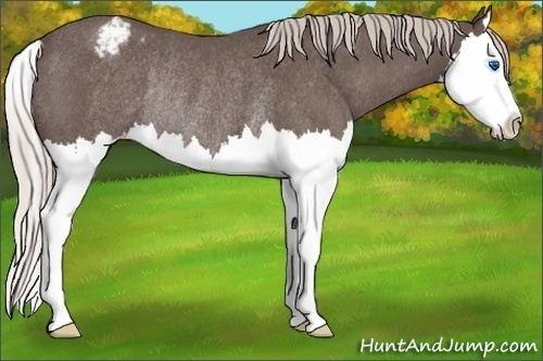 Horse Color:Silver Blue Roan Splash Appaloosa Rabicano