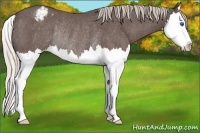 Horse Color:Silver Blue Roan Splash Appaloosa Rabicano 