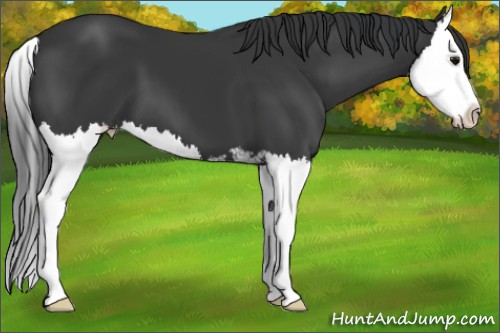Horse Color:Black Sabino Splash 