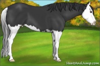 Horse Color:Black Sabino Splash