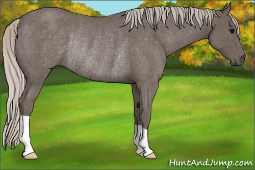 Horse Color:Silver Blue Roan Rabicano