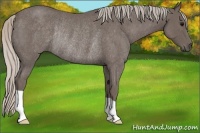 Horse Color:Silver Blue Roan Rabicano 