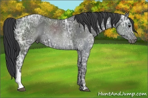 Horse Color:Blue Ice Roan Rabicano 