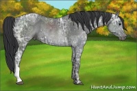 Horse Color:Blue Ice Roan Rabicano