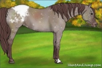 Horse Color:Chocolate Grullo Roan Snowcap 
