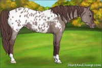 Horse Color:Chocolate Grullo Appaloosa 