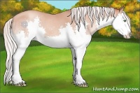Horse Color:Silver Amber Champagne Splash