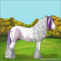 Horse Color:Watercolor Buckskin Roan Splash Tobiano 