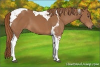 Horse Color:Chestnut Tobiano 