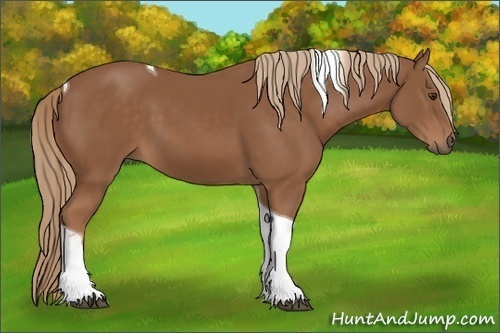 Horse Color:Chestnut Tobiano