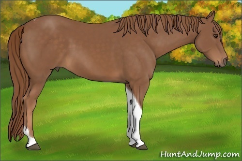 Horse Color:Chestnut Tobiano 