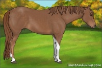 Horse Color:Chestnut Tobiano