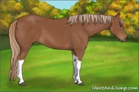 Horse Color:Chestnut Tobiano 