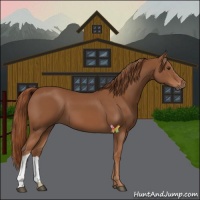 Horse Color:Chestnut 
