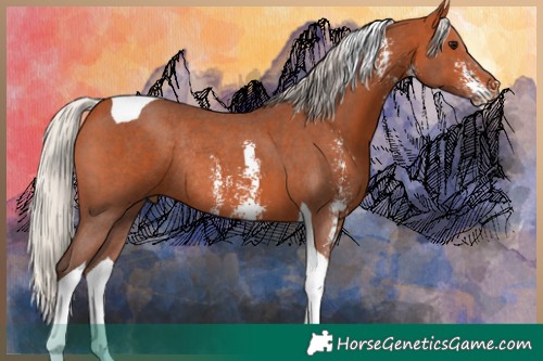 Horse Color:Silver Bay Sabino Tobiano Rabicano
