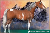 Horse Color:Silver Bay Sabino Tobiano Rabicano 