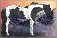 Horse Color:Black Tobiano 