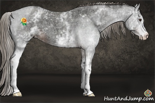 Horse Color:White Spotted Liver Red Roan 