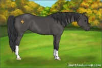 Horse Color:Black 