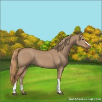 Horse Color:Red Dun 