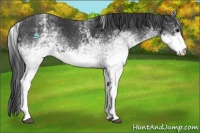 Horse Color:White Spotted Blue Roan Rabicano  and White Spotted Black Rabicano 