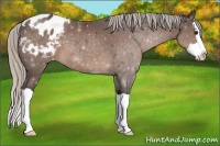 Horse Color:Silver Brown Splash Varnish 
