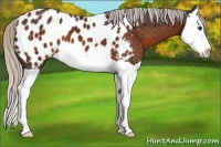 Horse Color:Silver Brown Splash Appaloosa 