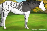 Horse Color:Black Splash Appaloosa 