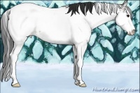 Horse Color:Brown Sabino Appaloosa 