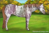 Horse Color:Liver Chestnut Ice Rabicano