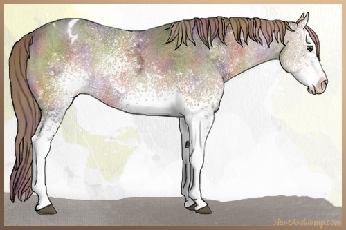 Horse Color:Nacre White Spotted Liver Chestnut Ice Appaloosa 